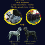 Flyer bébé chiens A4_2-01