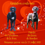 confirmation de grossesse flyer Mikki-Majestic