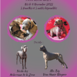 Flyer bébé chien A4 novembre 2022